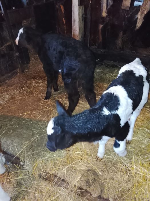 Телёнка телята продам