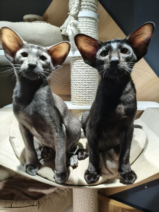 Питомник орсилэнд предлагает резерв ориентальных котят