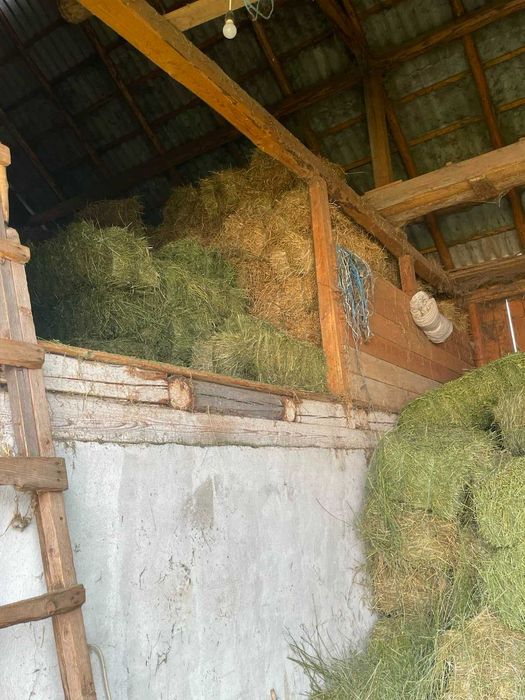 Vând baloți de lucernă și fân  jud.Suceava