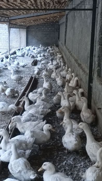 Продаются утки породы АДИГЕЛЬ.