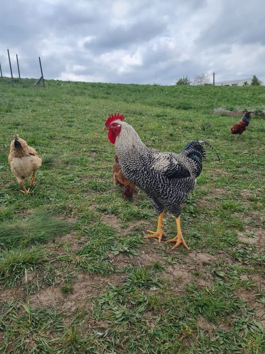 Cocosi tineri de rasă
