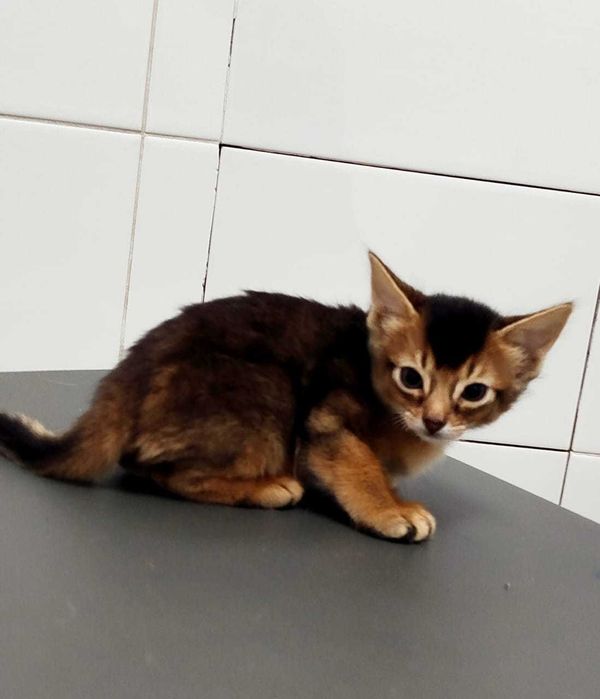 В продаже котята Самалийцы