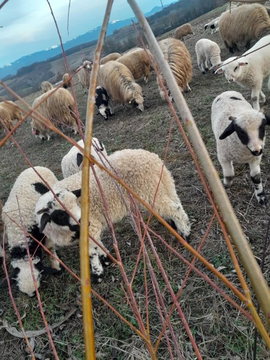 Vând oi tinere cu miei