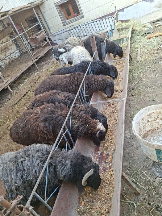 Кучкор барала сотилади  бокилган