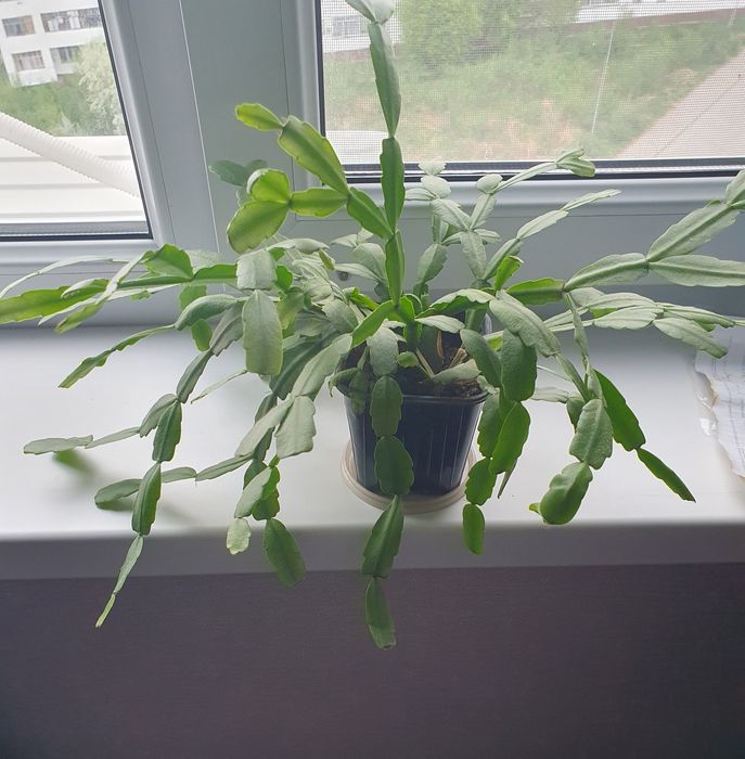 Продам  декабрист 600тг.за 1шт.