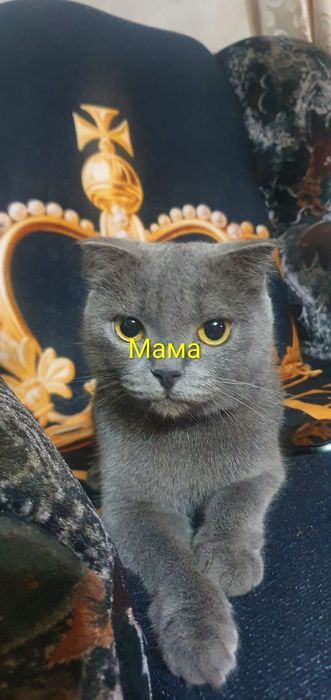 Продаются котята вислоухие.
