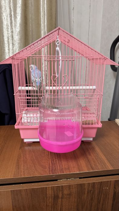 Попугаи с клеткой