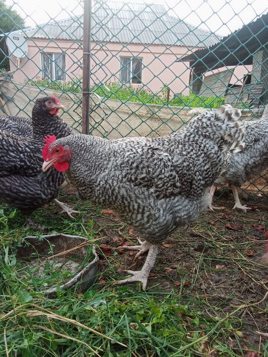 Продам молодых породистых петушков