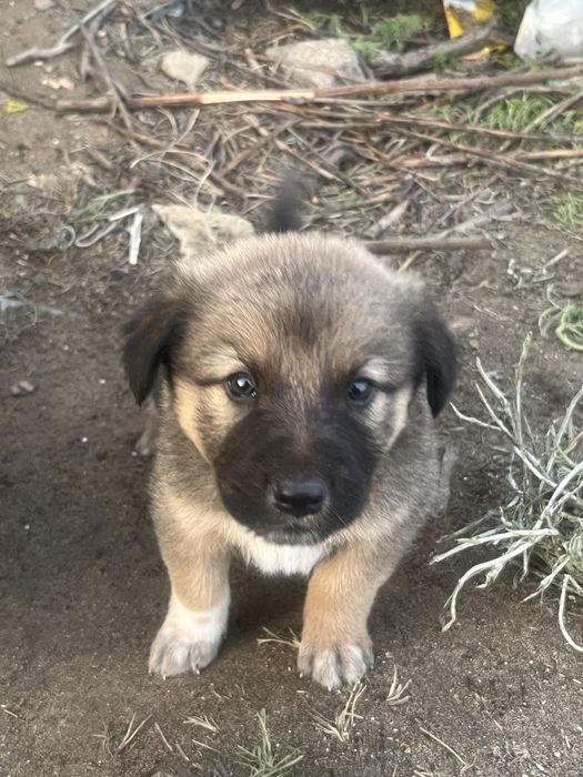 В добрые руки щенки