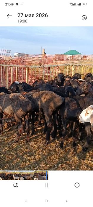 Продам баран оптом