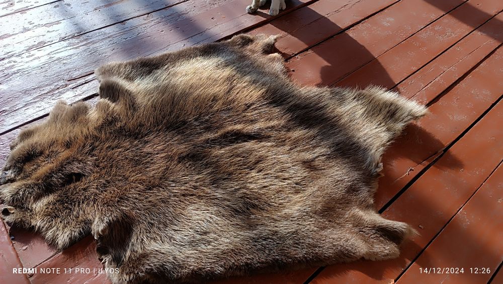 Norka toza chuda chiroyli holata