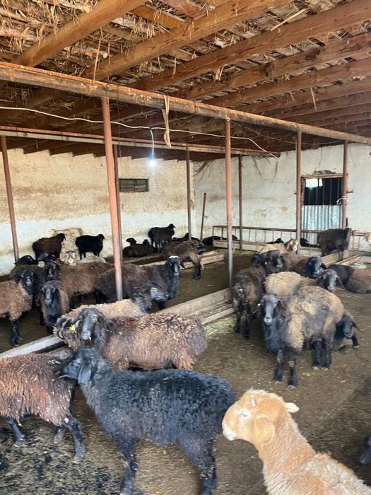 Козы кошкар,бараны,қозы қошқарлар