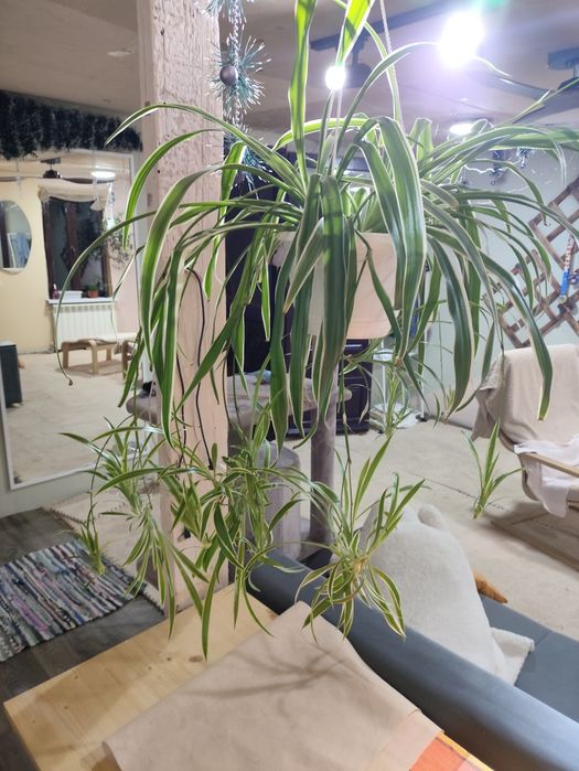 Комнатные цветы( 1.5 года)