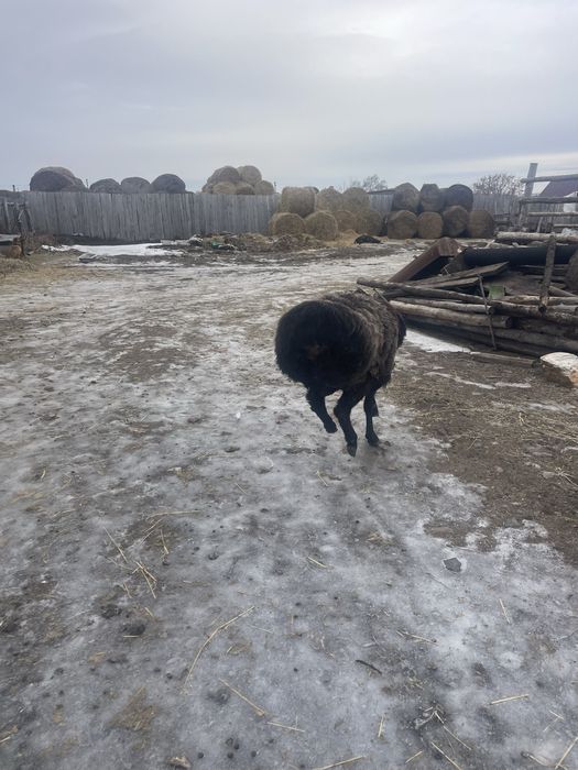 Продам кошкара производителя