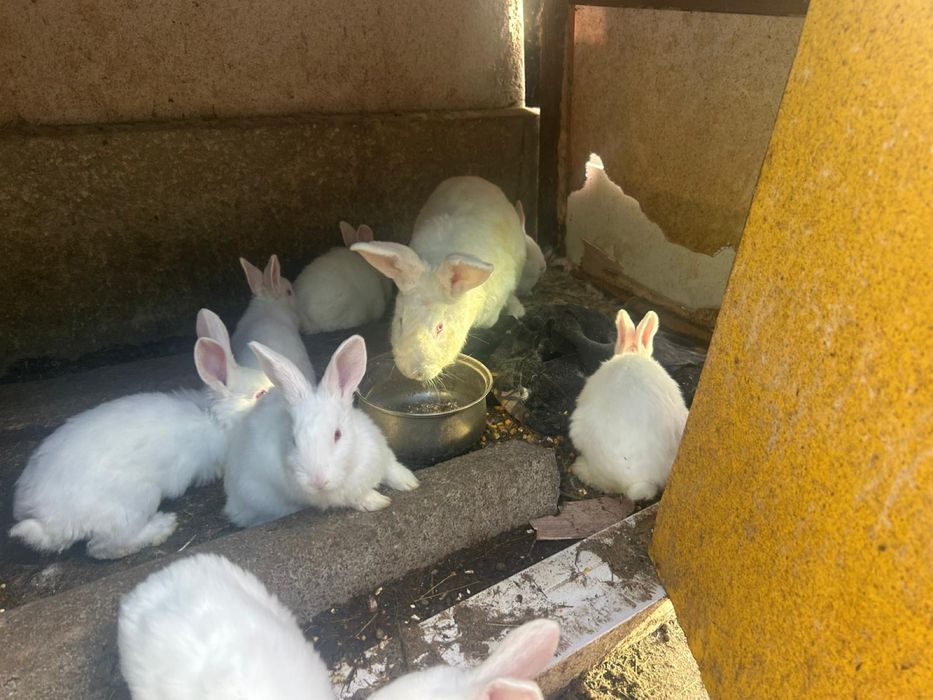 Vand iepuri pannonia pui 100