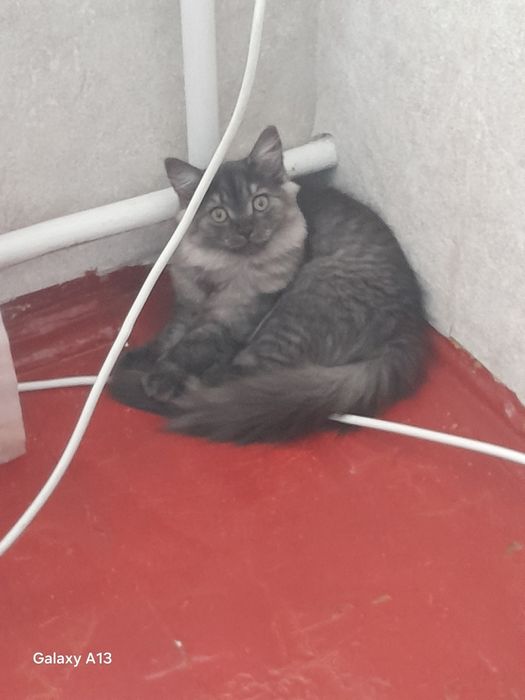 Отдам котенка,девочка,5 месяцев