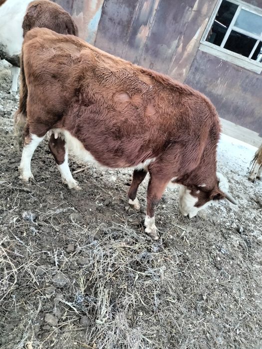 Сыйырлар сатылат