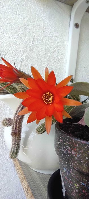Cactuși in vas ceramica