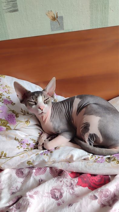 Ищем кота для вязки