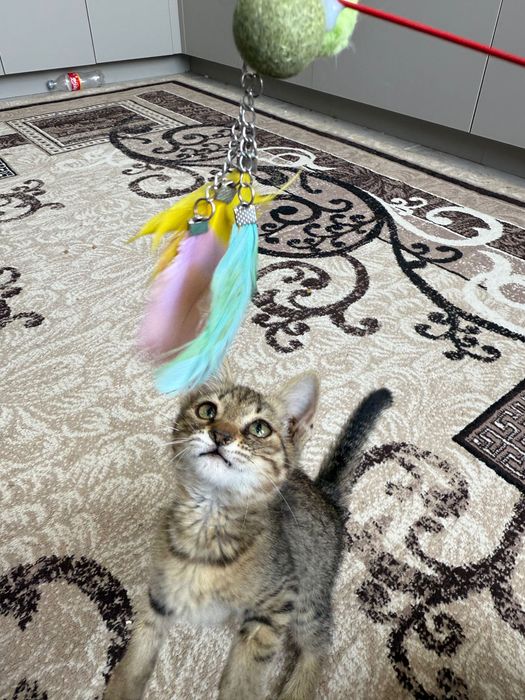 Отдам котенка в добрые руки