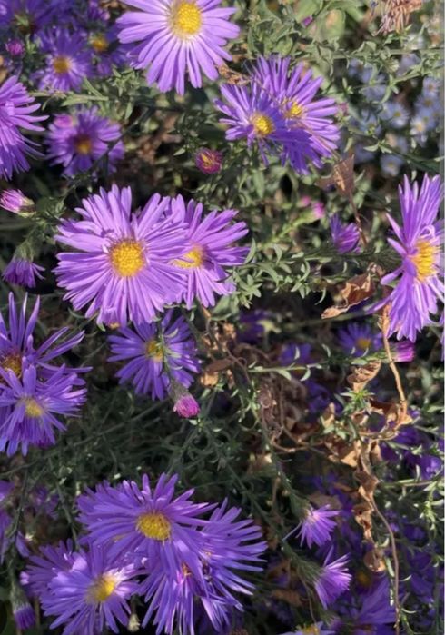 Цветы кустом сентябринки