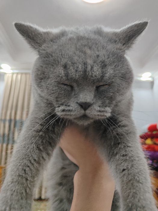 MUSHUK Sotiladi British Shorthair
