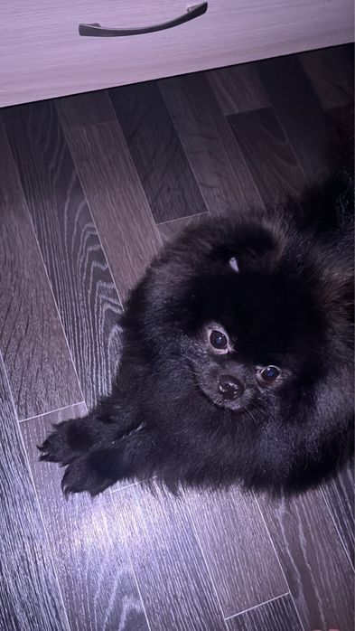 Ищу сучку для вязки