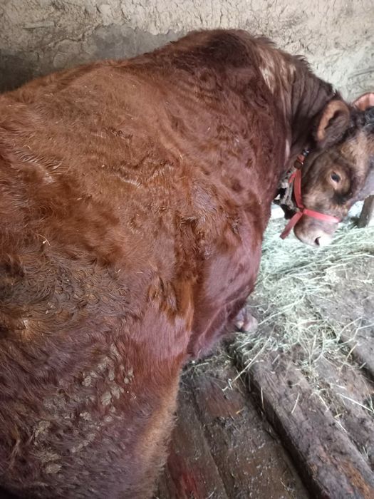 Vând viței buni de sacrificat