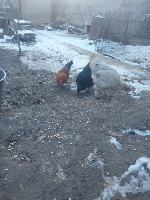 Срочно продам курицы