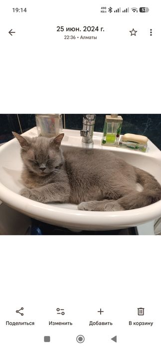 Отдам кота в добрые руки