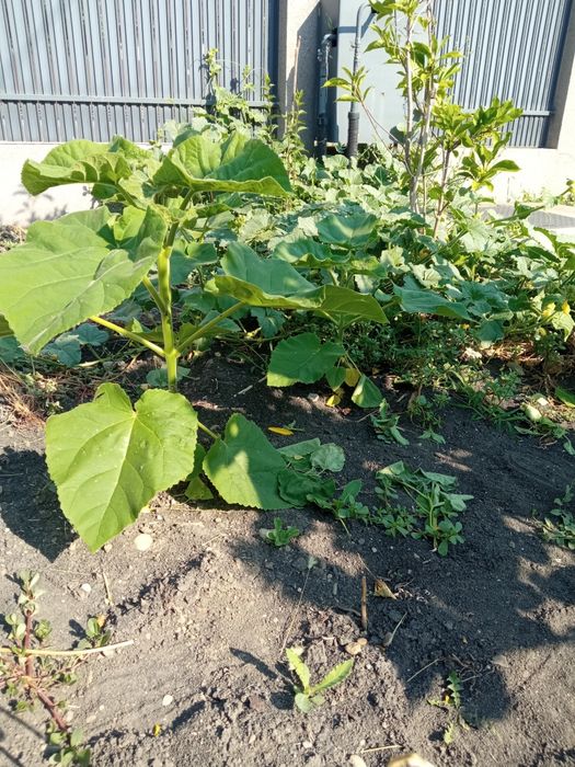 Paulownia de 1-3 m