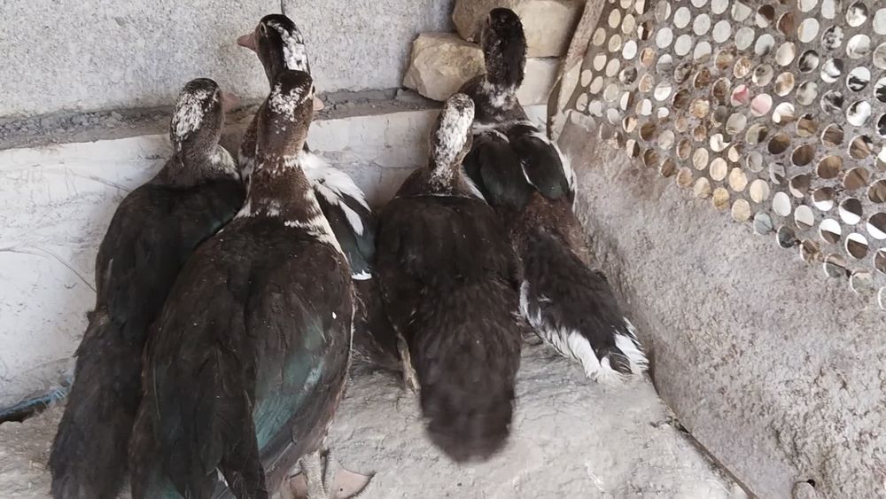 Indu utka  indiskiy oʻrdaklar sotiladi утка