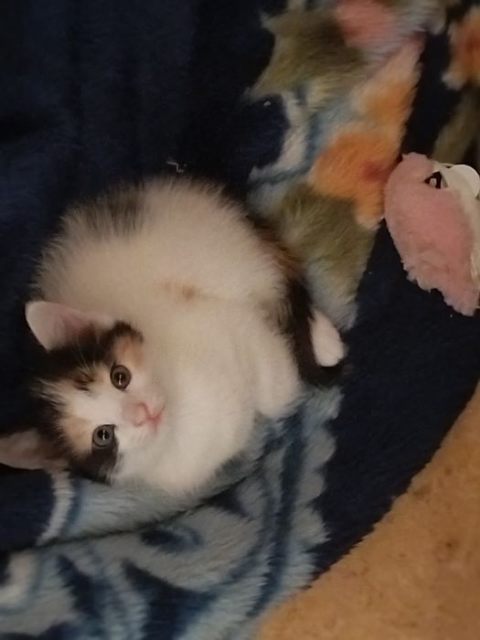 Срочно отдаю котят в хорошие руки