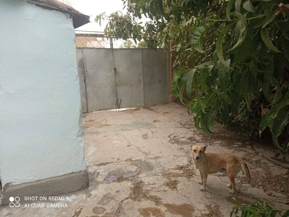 Продается 3 комнатный дом с большой земельной  площадью