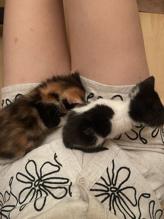 5 прекрасни котенца търсят дом