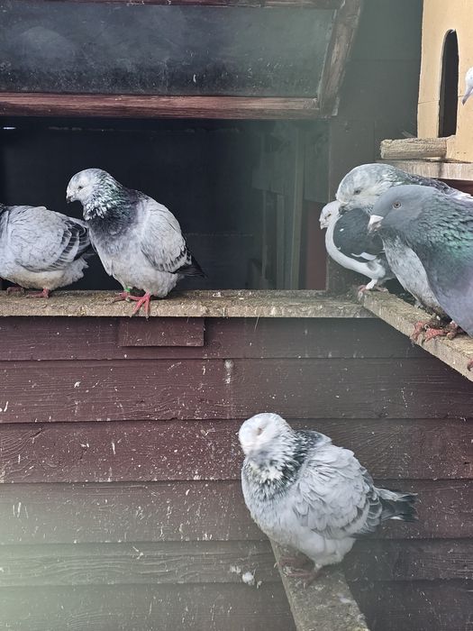 Turturele rozatoare si voiajori standard de vanzare