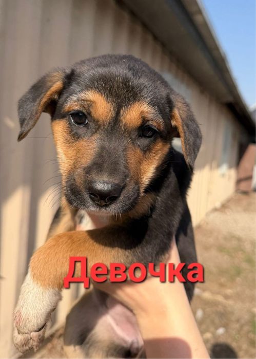 Отдам щенят в хорошие руки