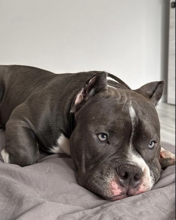 Американский булли мини ВЯЗКА