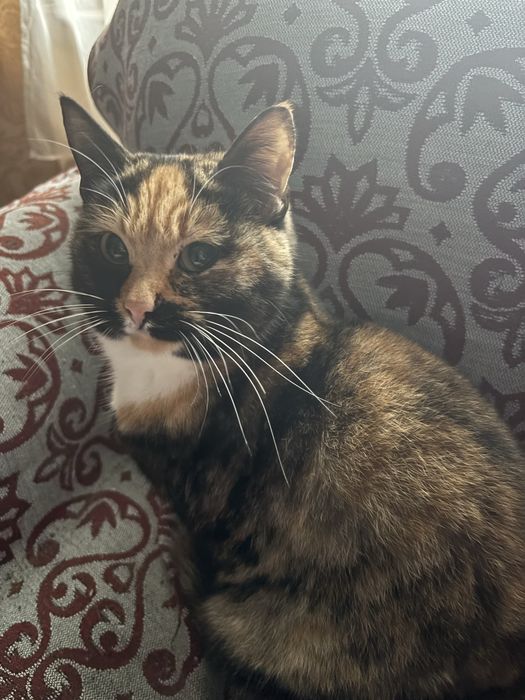 Коты в добрые руки