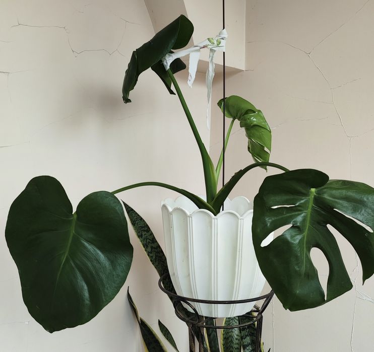 Монстера комнатный цветок продам