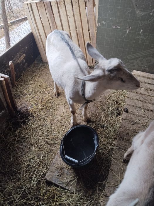 Srochni zanin echki sotiladi