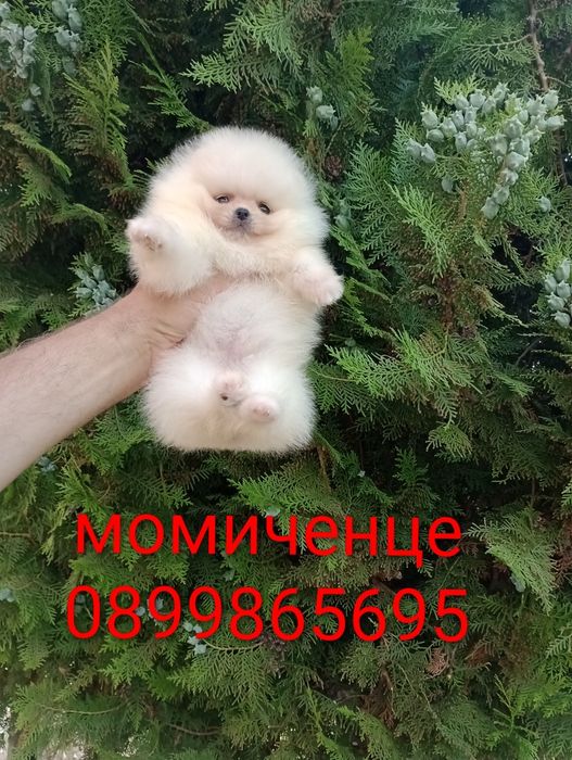 Бели мини Померани. Миниата