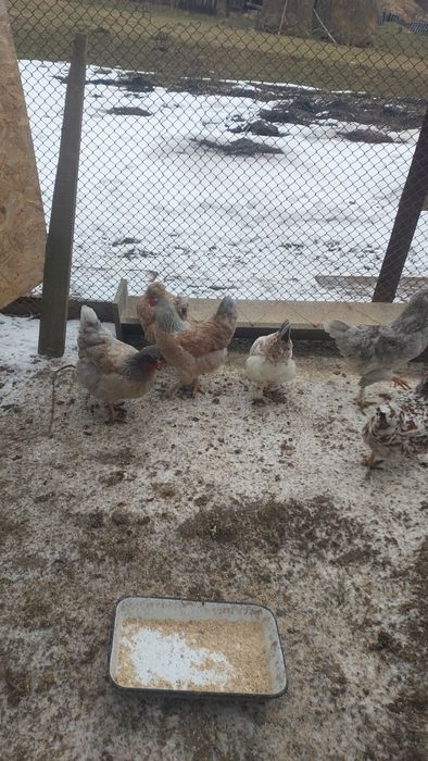 Oua incubat de la gaini motate,cu barba si cu gatul gol