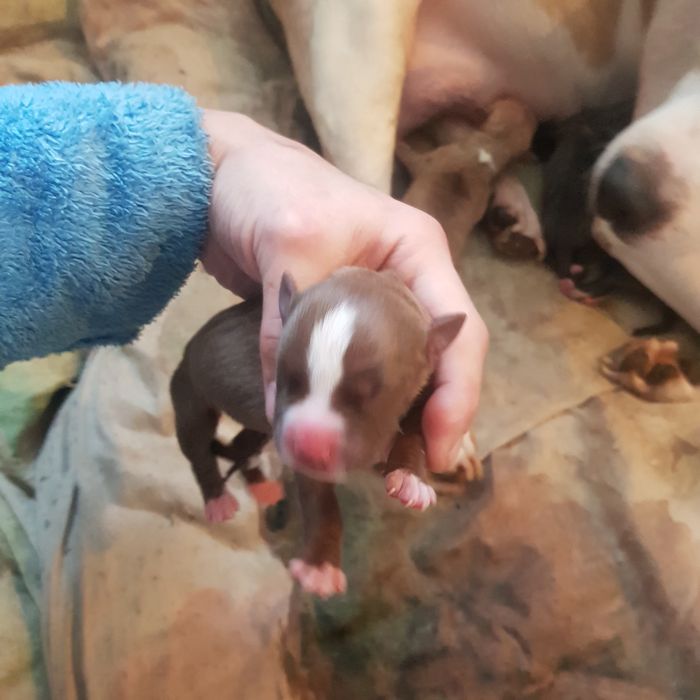 Продажа щенков пит-булей