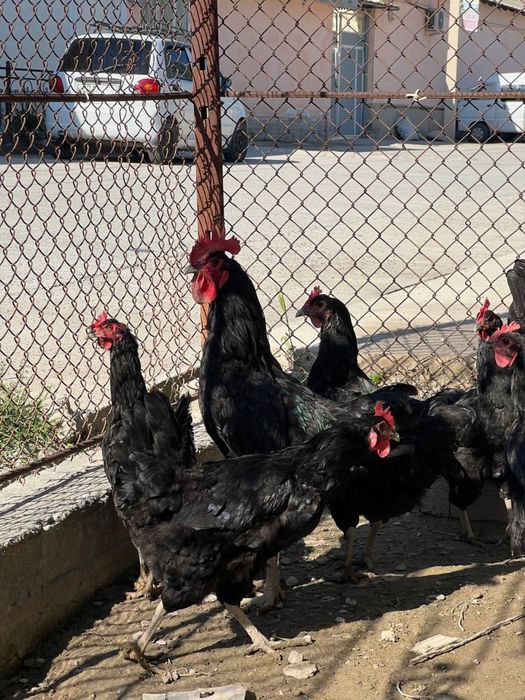 Qora shaxzoda tovuq xo’roz