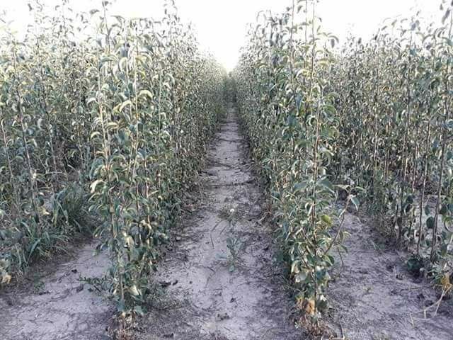 Pomi fructiferi  si Butasi vita de vie