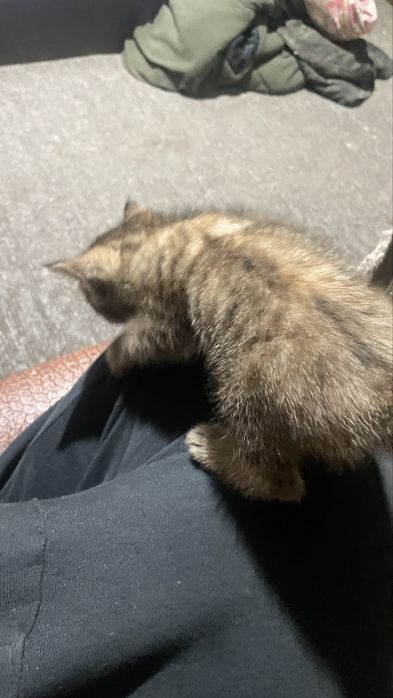Отдам котят в хорошие руки две девочки