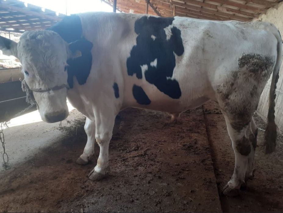 Согымга ургашы малдар сатамын