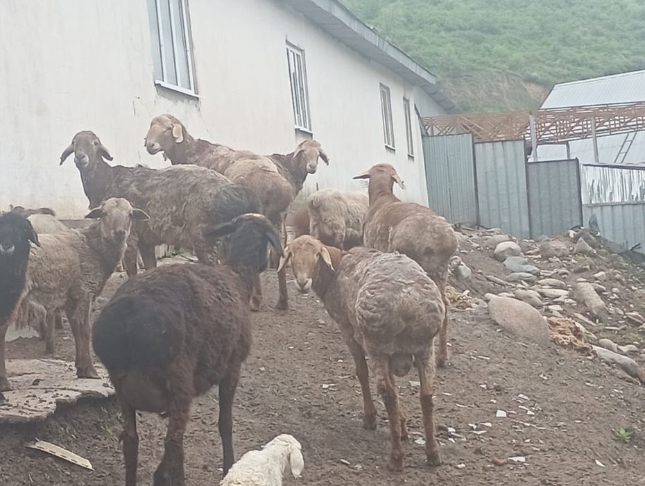 Кой сатылады семиз