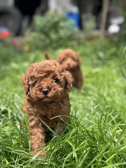 Пудел Той/Poodle Toy
